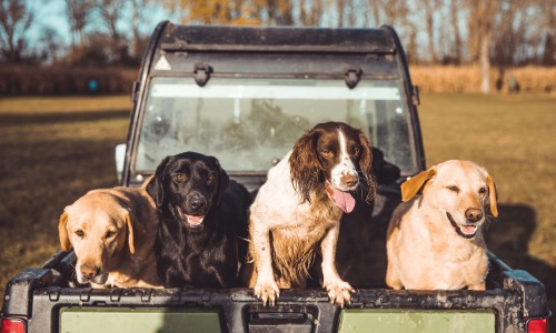 Adventures Game sports Dirty gun dogs in the back of a pick up truck