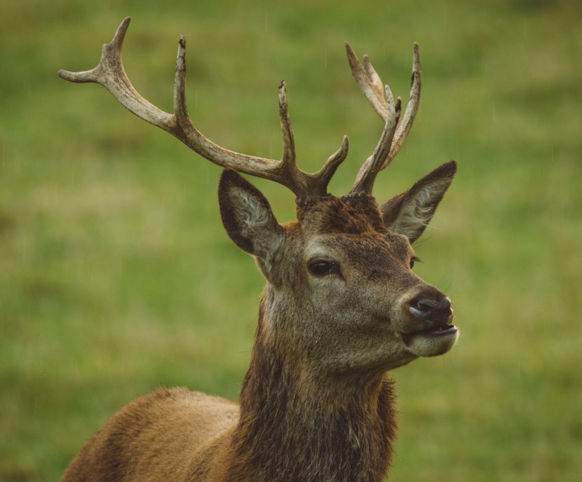 Canva Stag Red Deer in Field in Scotland