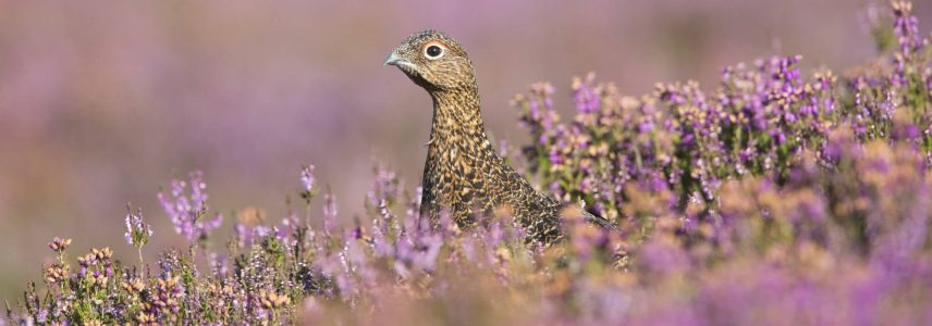 A red grouse amongst the heather