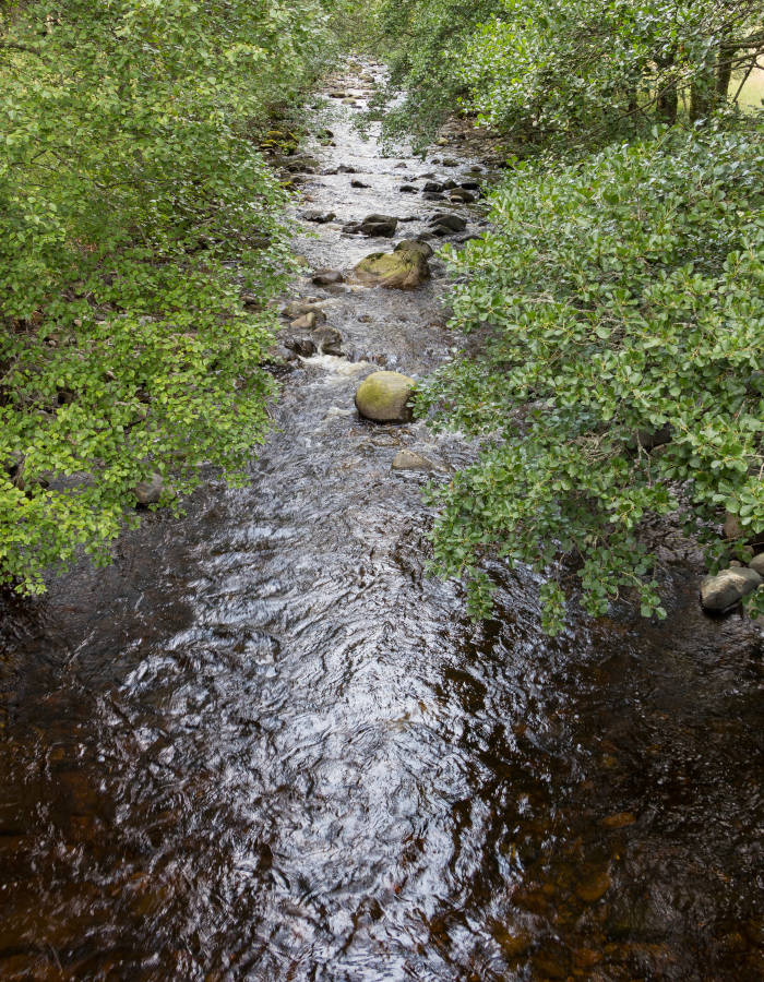 View looking along river with overhanging trees