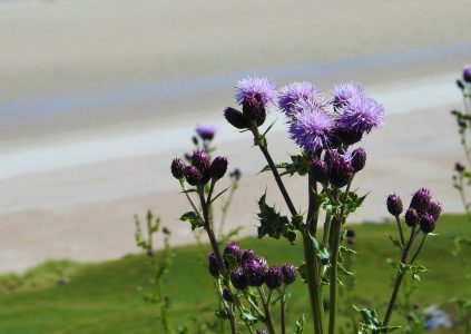 Thistles with beach in background