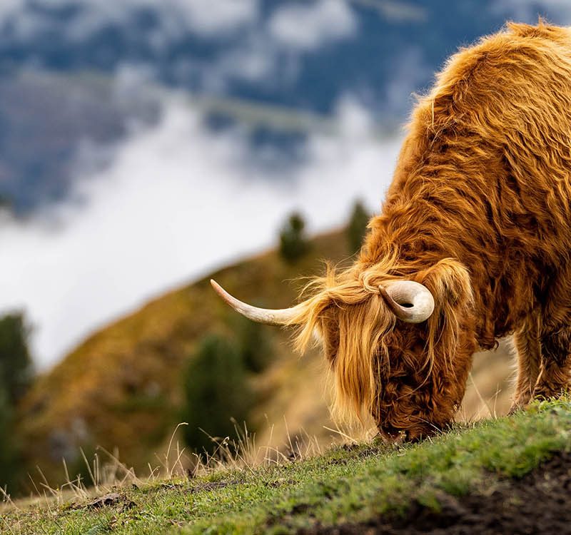 A Highland Cow grazing on the Scottish hills