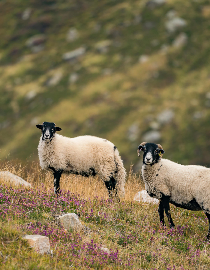 Two sheep on a hilltop in the Angus Glens