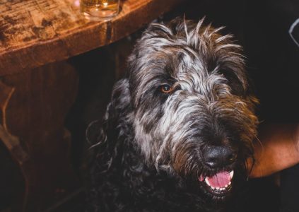 A dog in the hotel bar at Glen Clova.