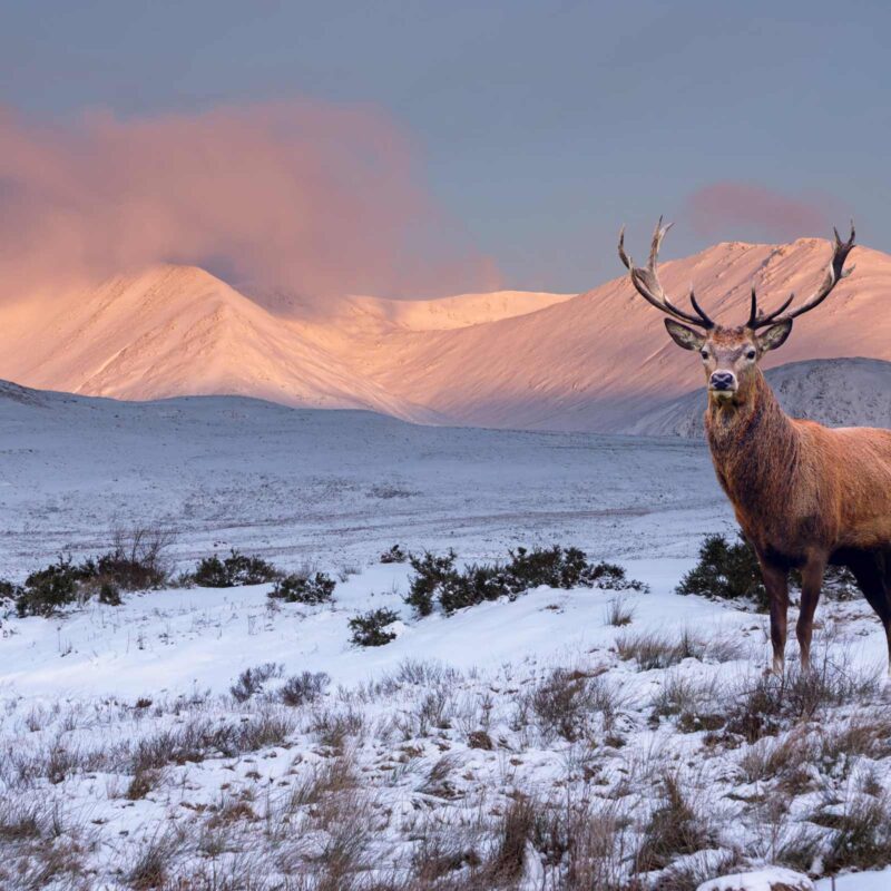 A stag standing in the snow in the Highland Glens.