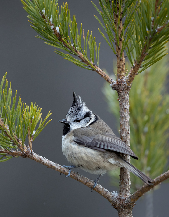 Crested tit perched on a tree in the Cairngorms National Park
