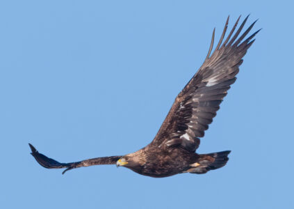 Golden eagle flying in the blue sky