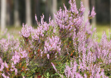 Blooming wild pink violet heather flowers in forest