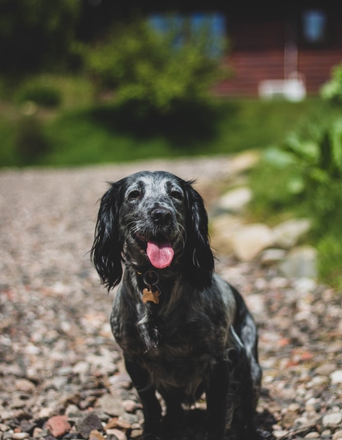 Black dog sitting outside a dog friendly lodge