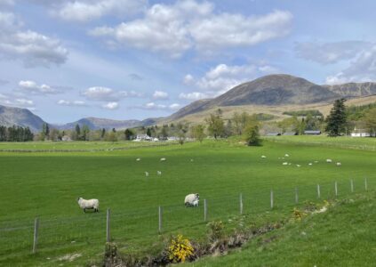 Lambs at Glen Clova